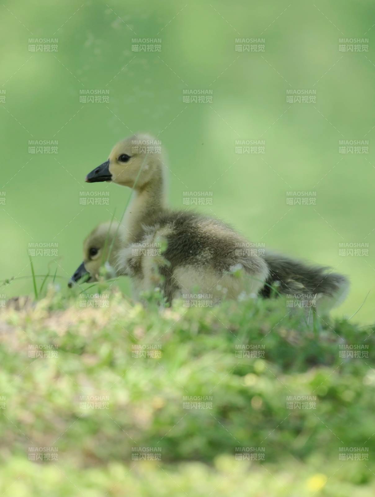小鹅在草地上探索图片
