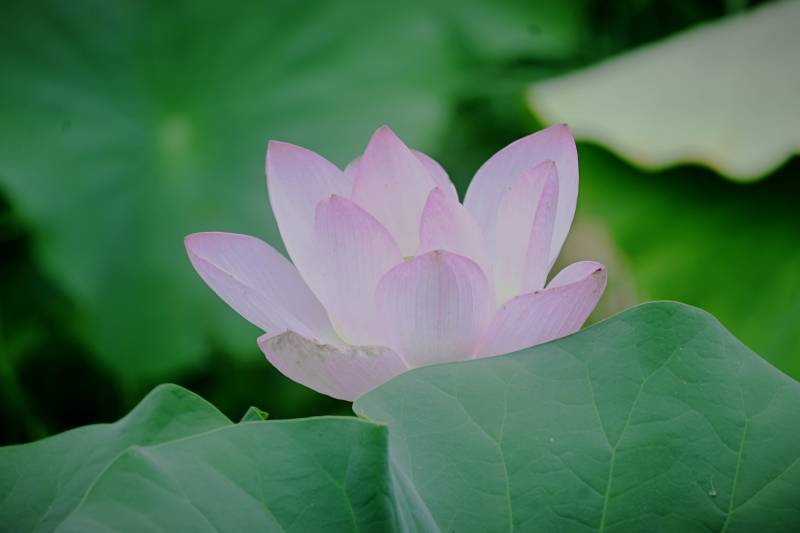 粉色莲花静谧绽放图片