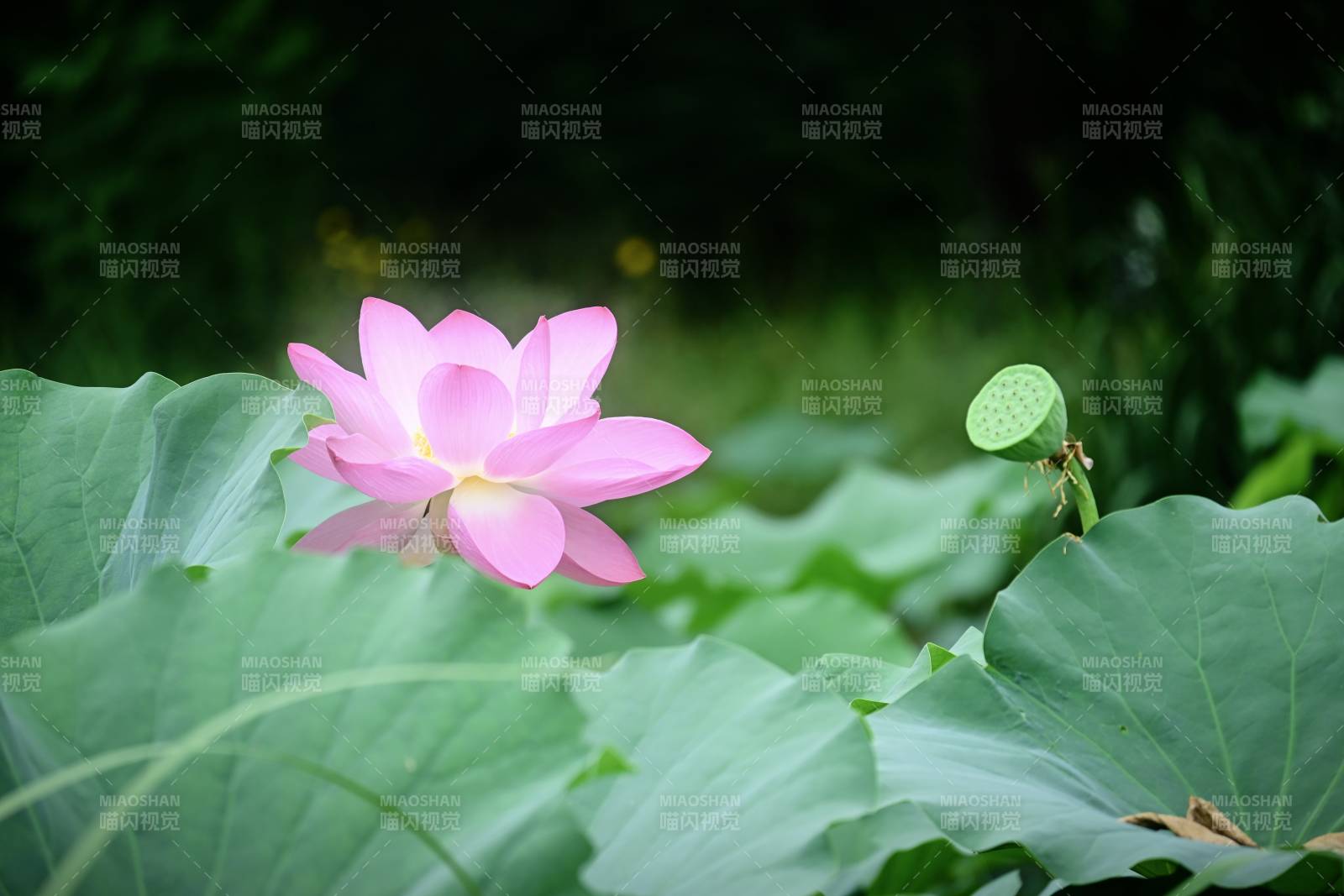 池塘中的粉色莲花图片