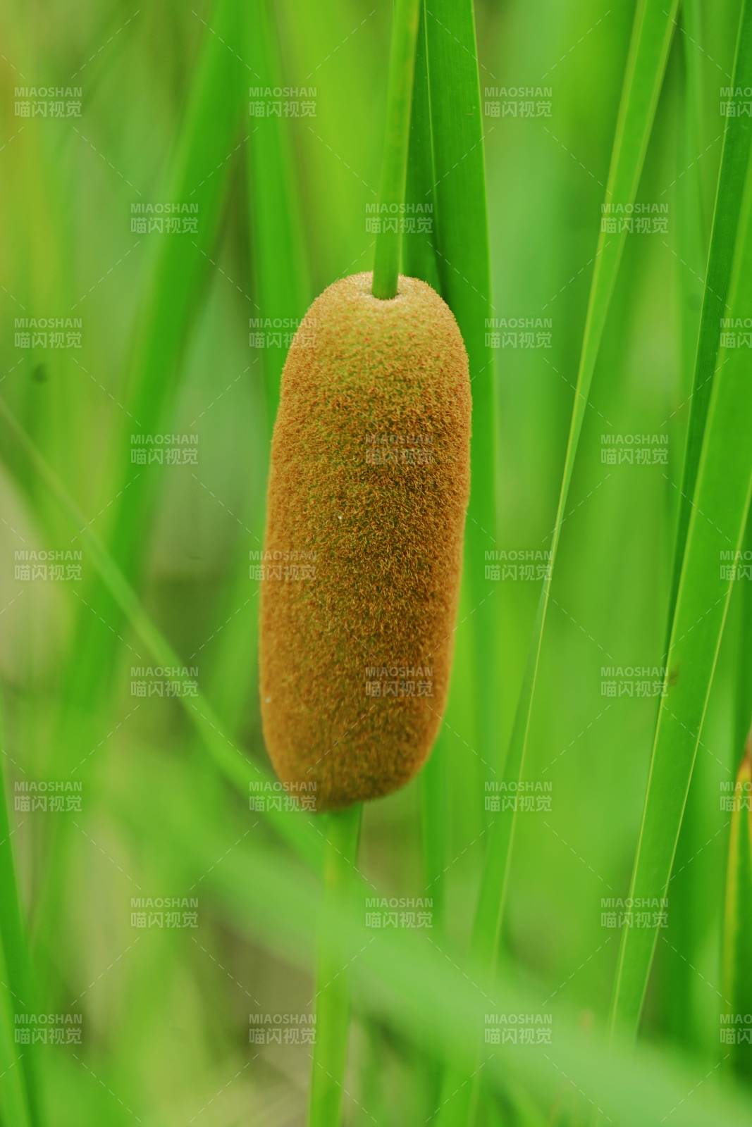 芦苇穗在绿叶中摇曳图片