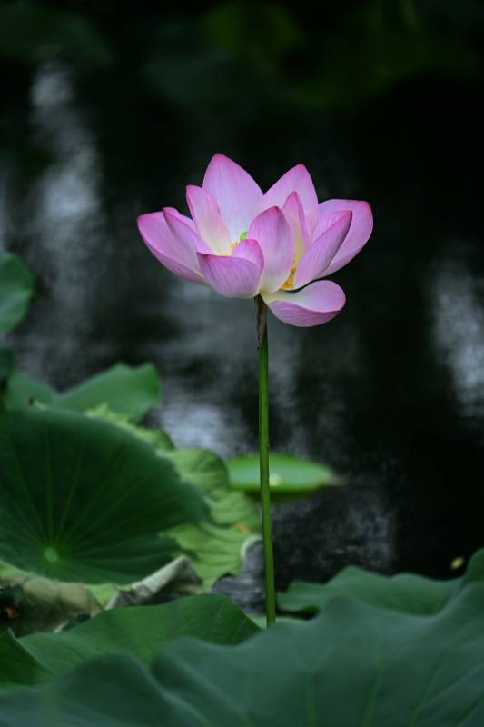 池中莲花静谧绽放图片