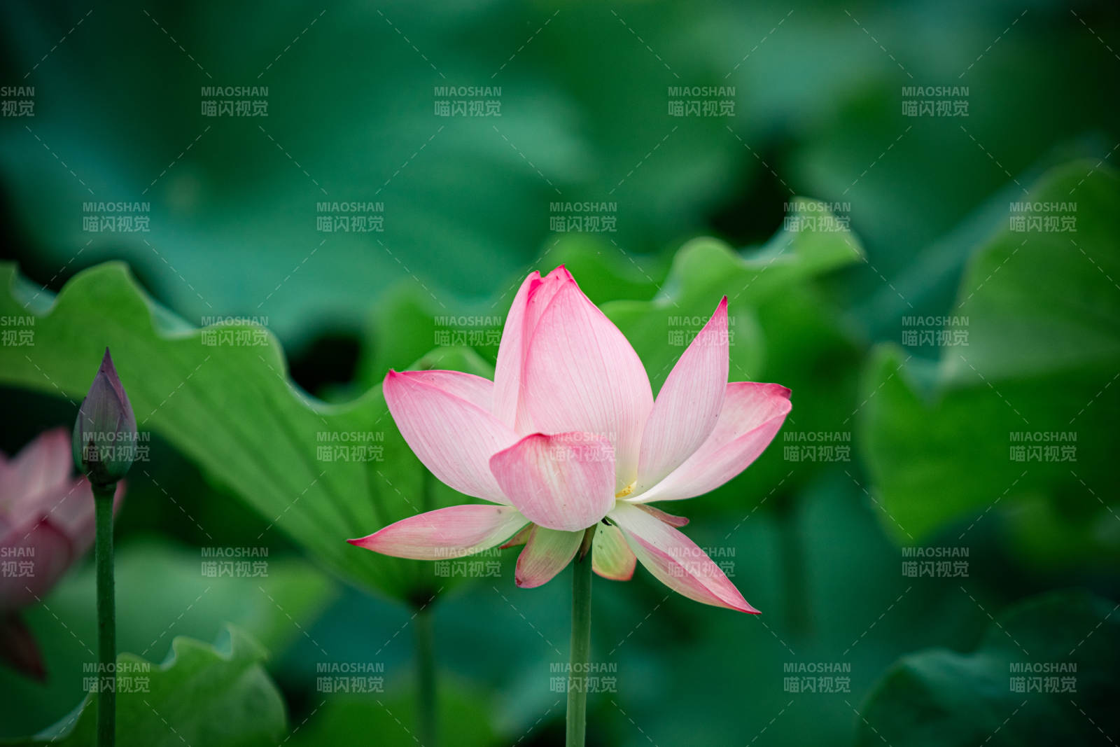 粉嫩莲花静谧绽放图片