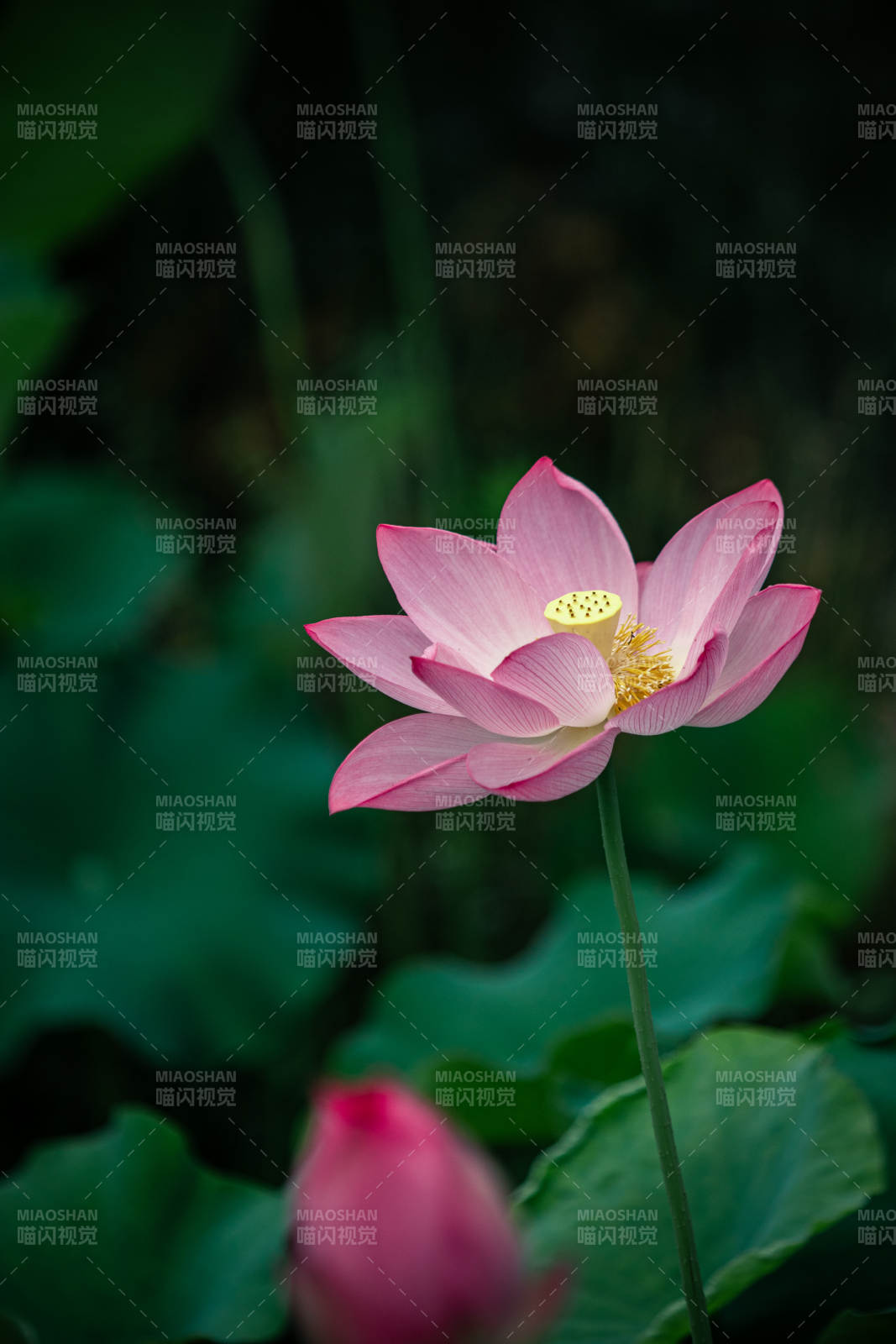 粉莲静绽 绿叶相衬图片