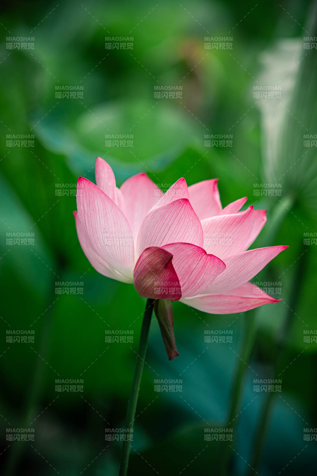 粉嫩莲花静谧绽放图片