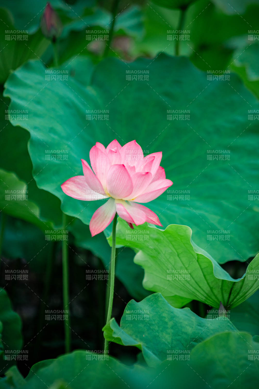 荷塘清影 粉莲绽放图片