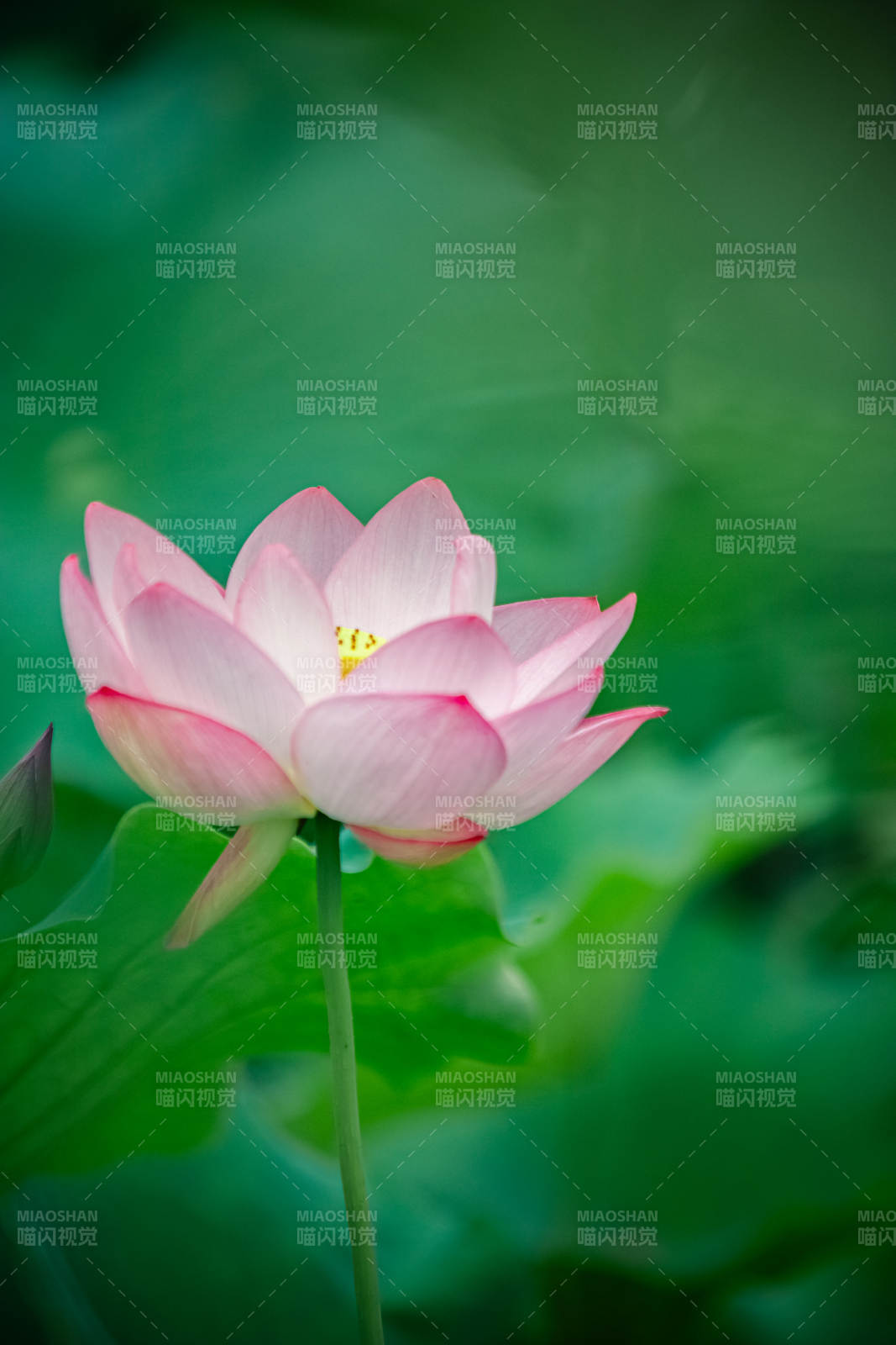 粉嫩莲花静谧绽放图片