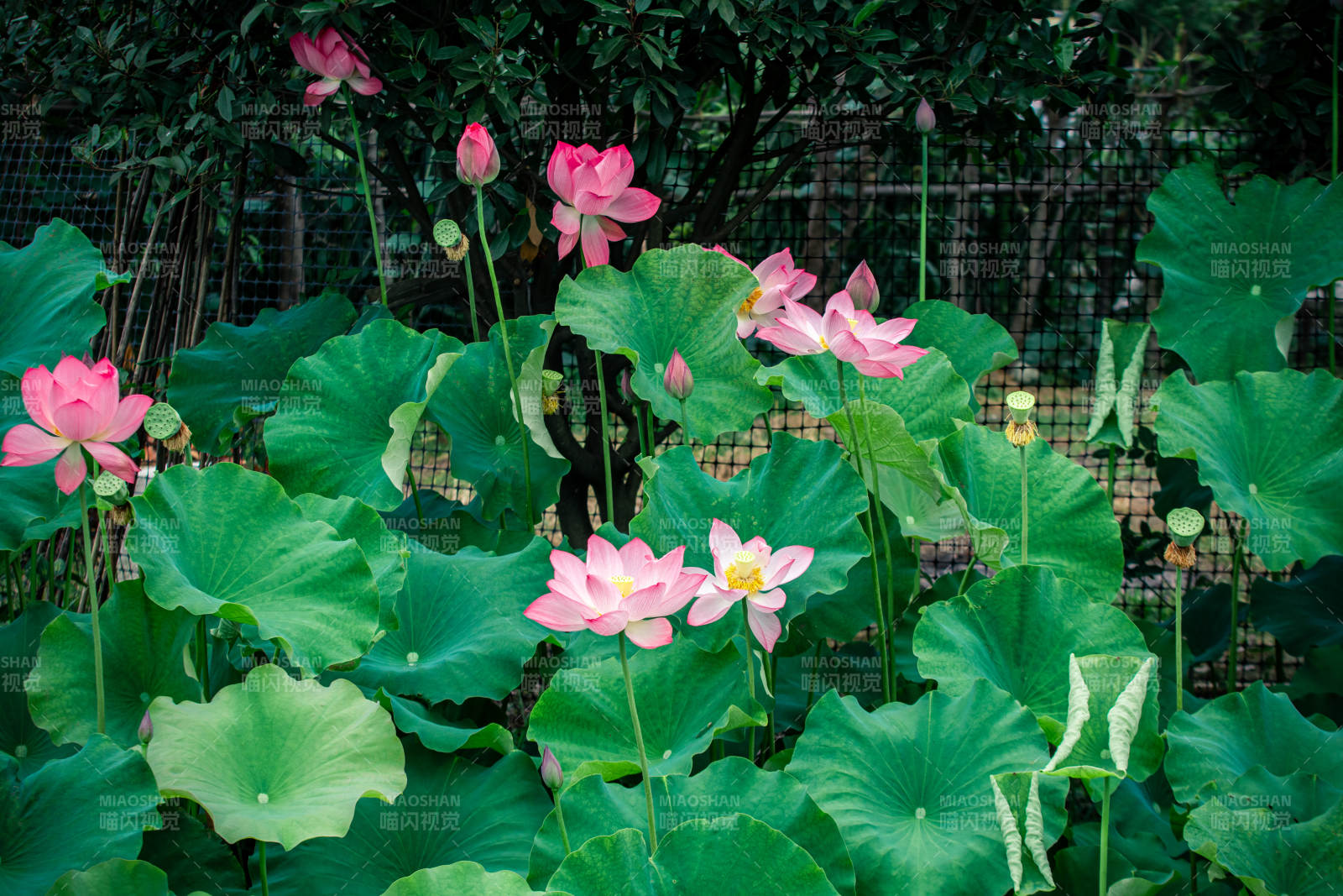 荷塘盛景 粉莲绽放图片