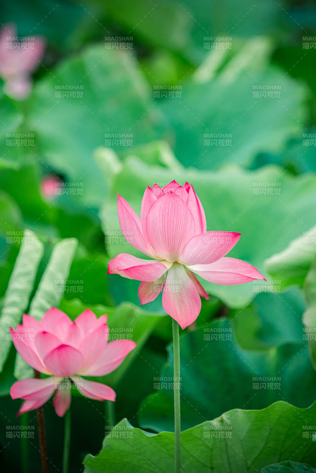 荷塘粉莲映绿叶图片