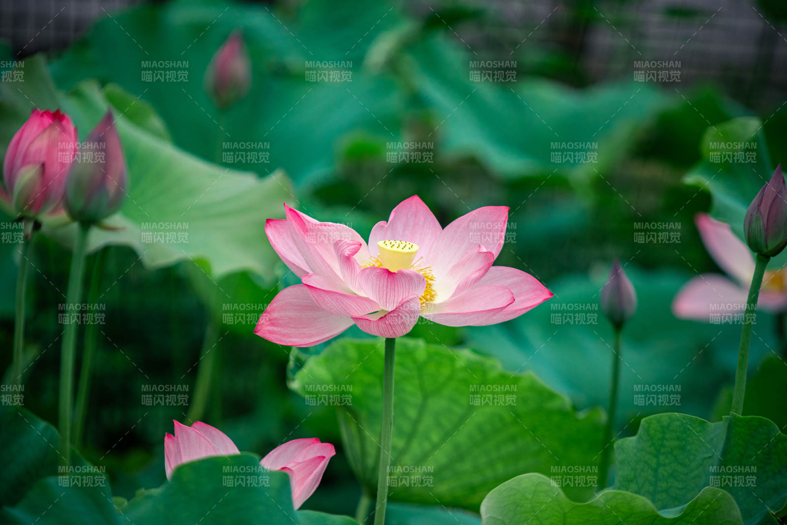 池塘中的莲花盛开图片