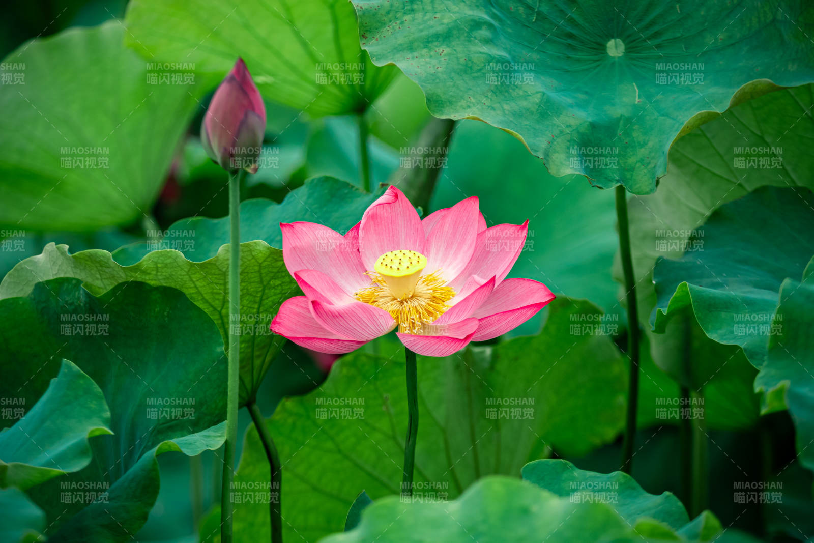 荷花盛开 绿叶相伴图片