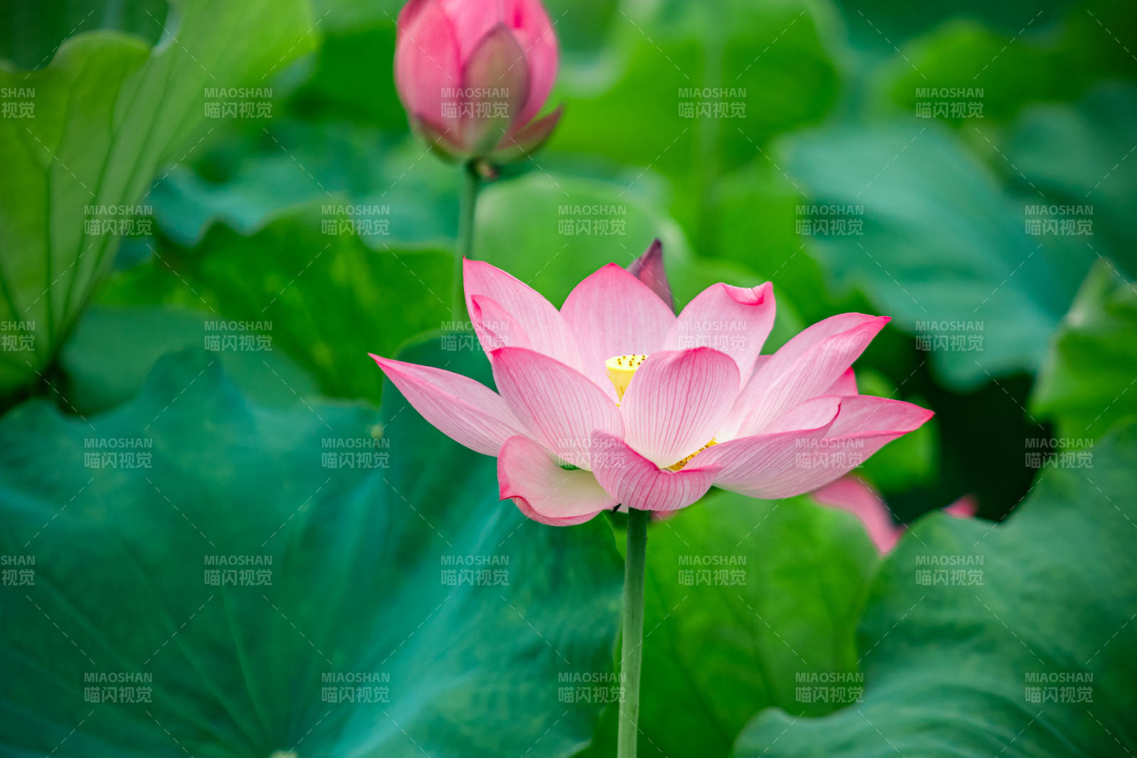 粉色莲花绽放于绿叶间图片