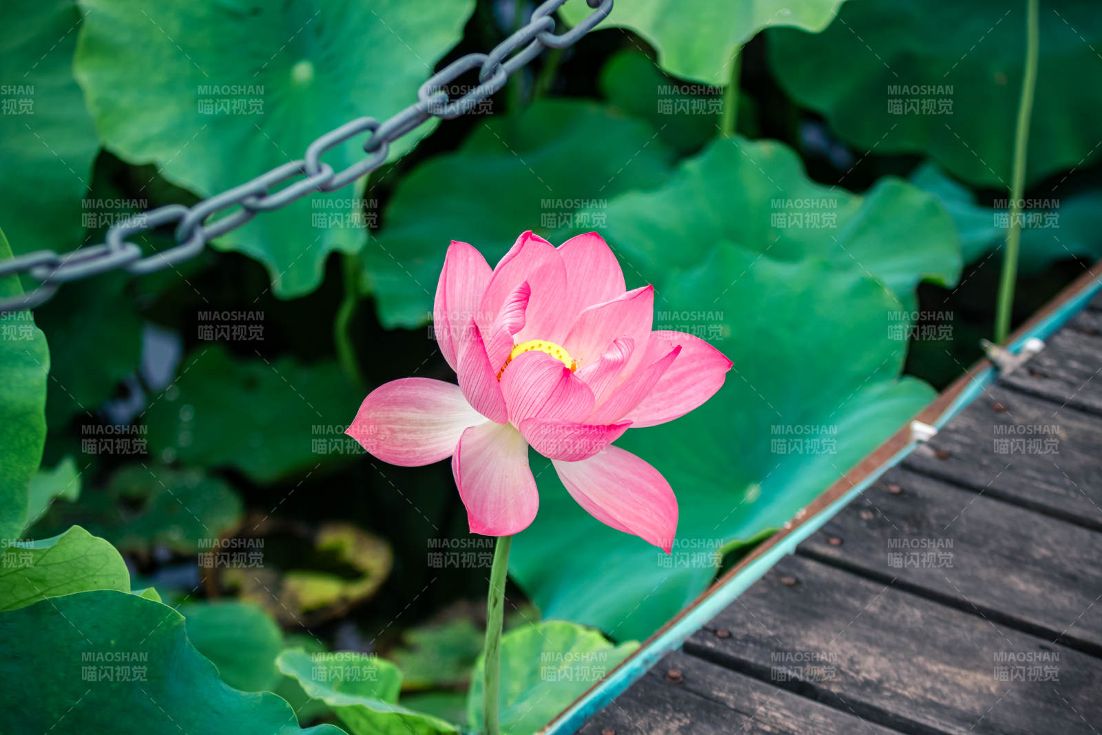 池塘边的粉色莲花图片