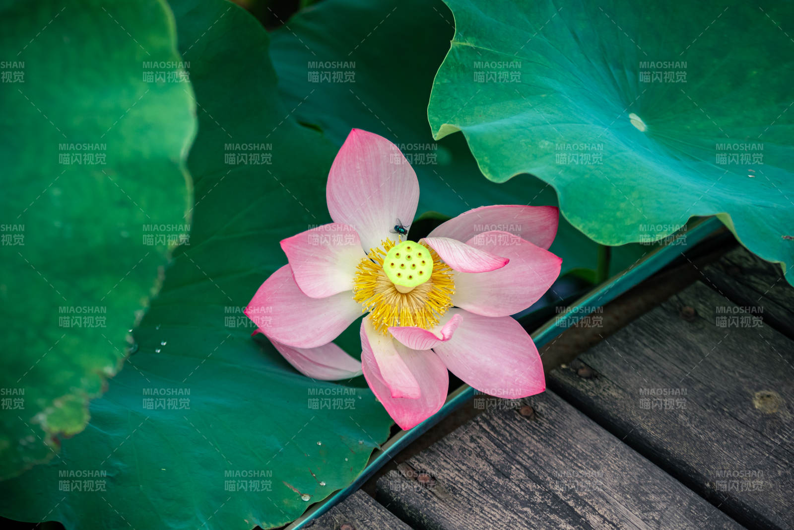 池塘中的莲花盛开图片