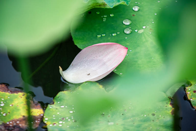 荷叶上的粉色花瓣图片
