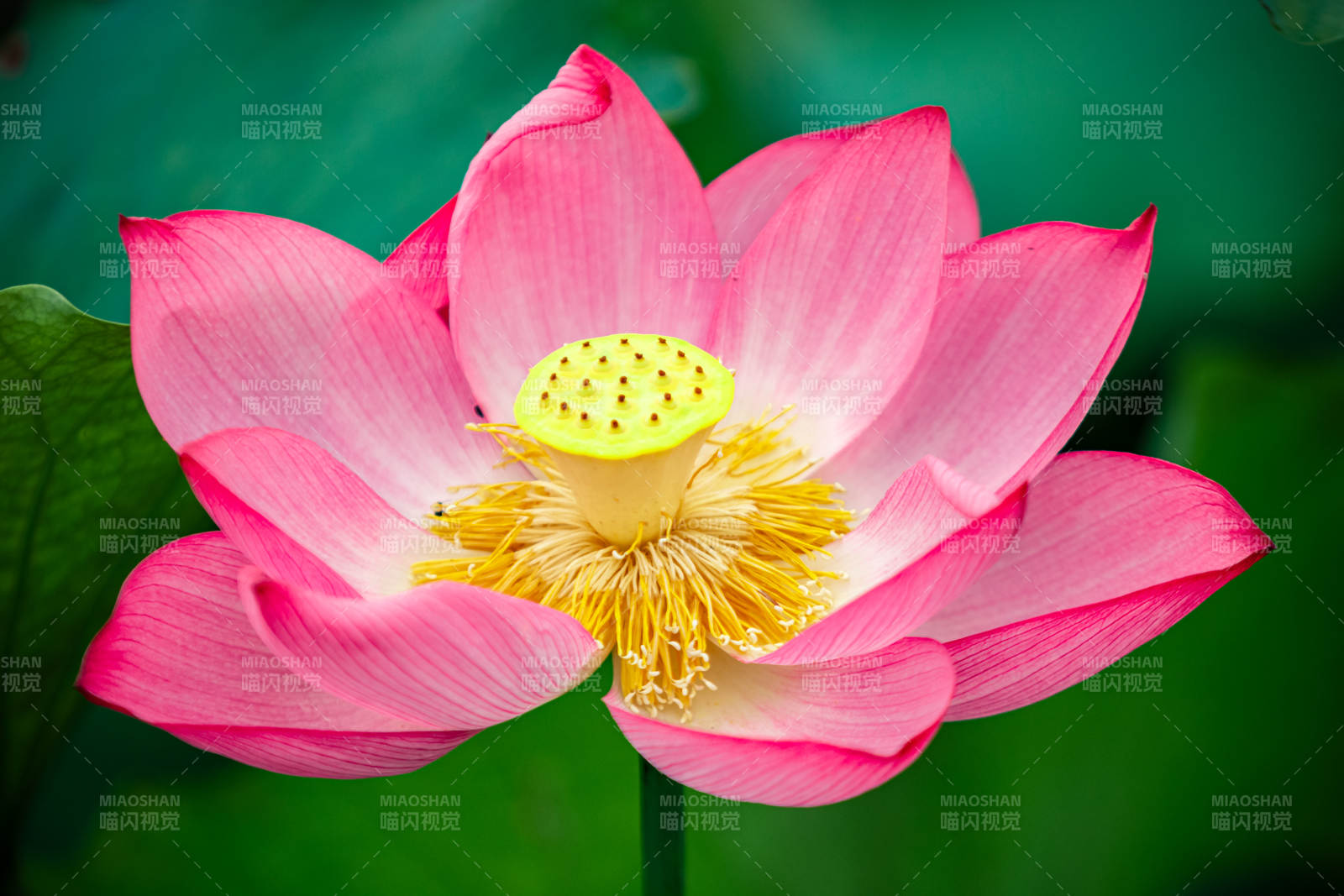 粉色莲花绽放之美图片