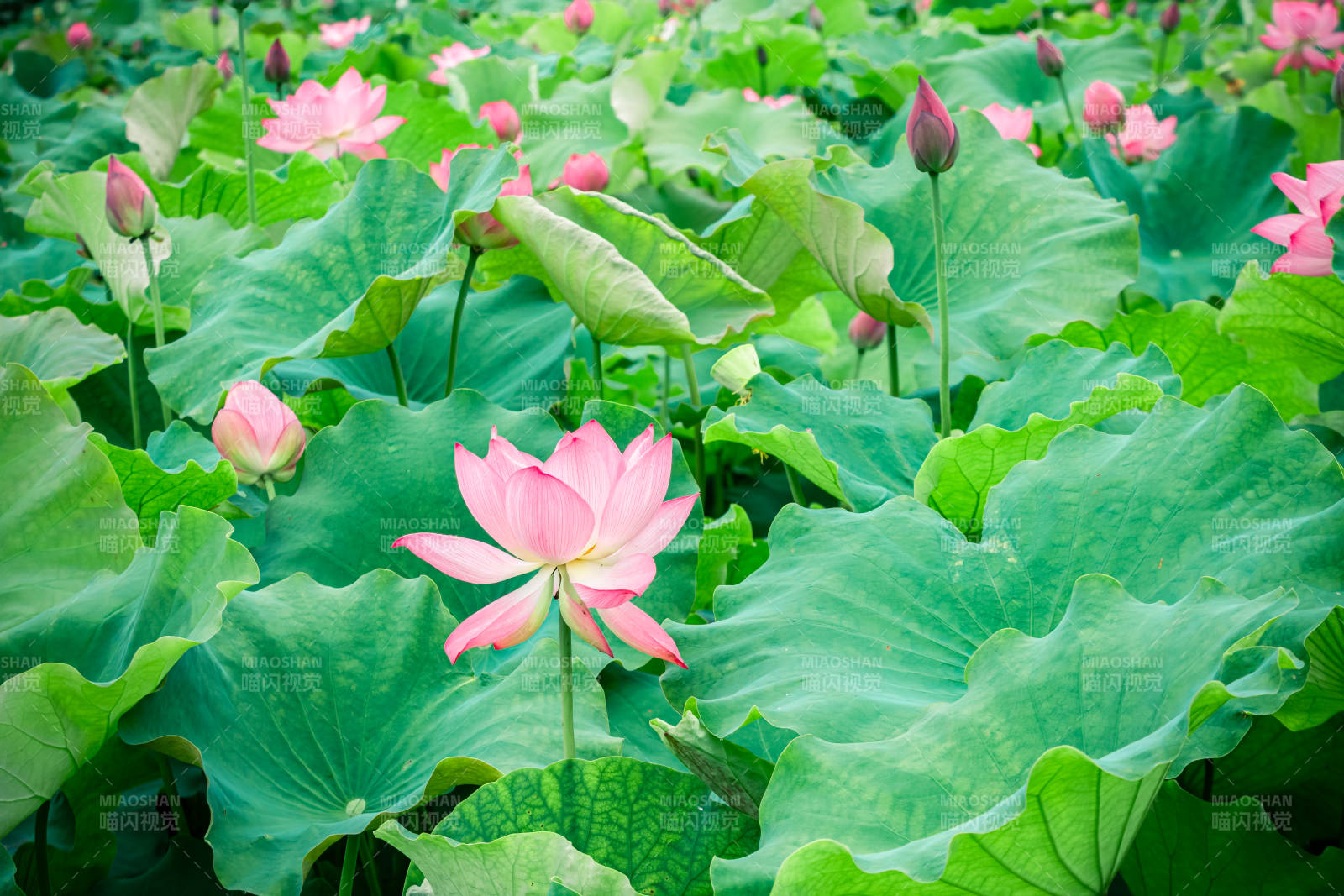荷塘盛景 粉莲绽放图片