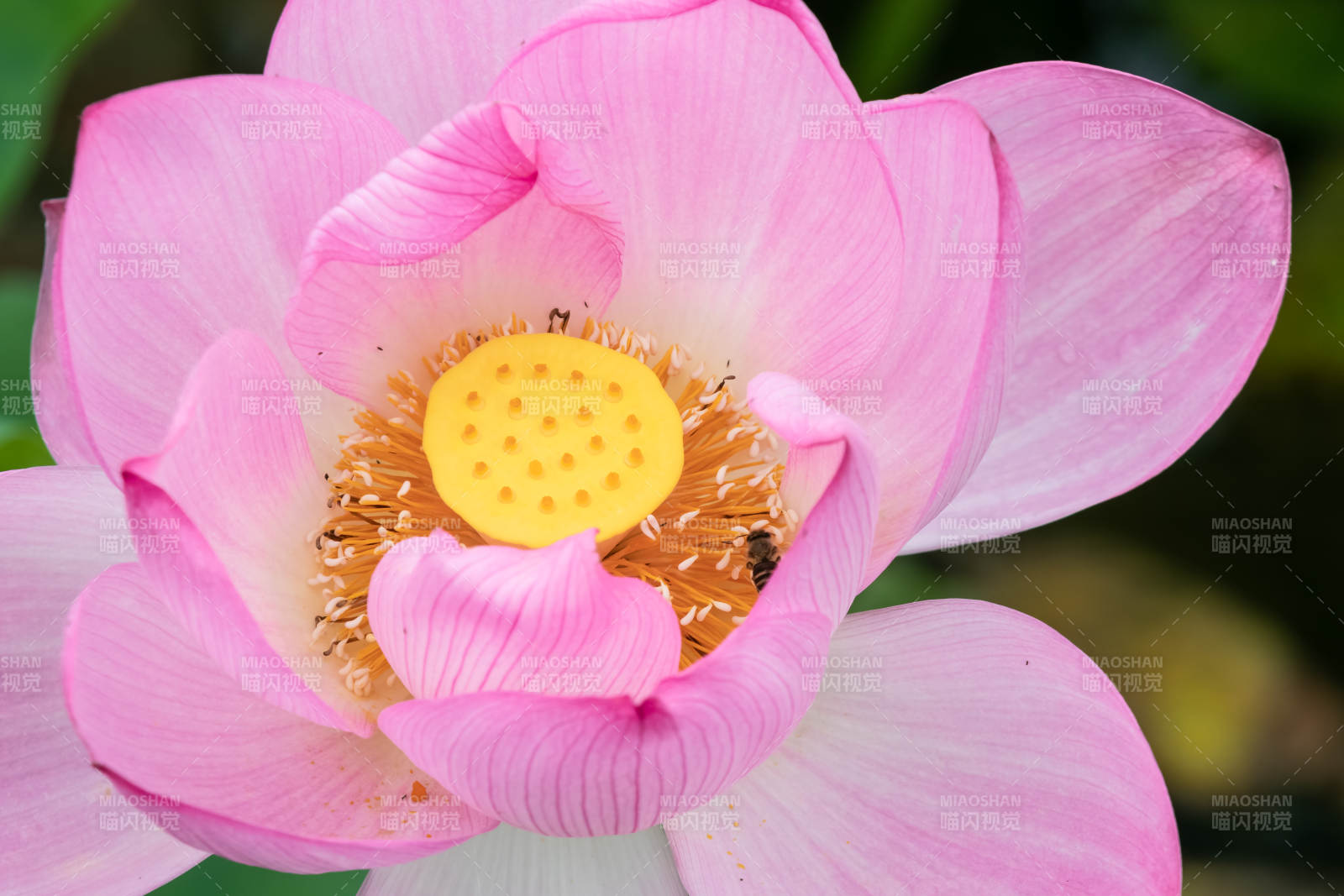 粉色莲花绽放之美图片