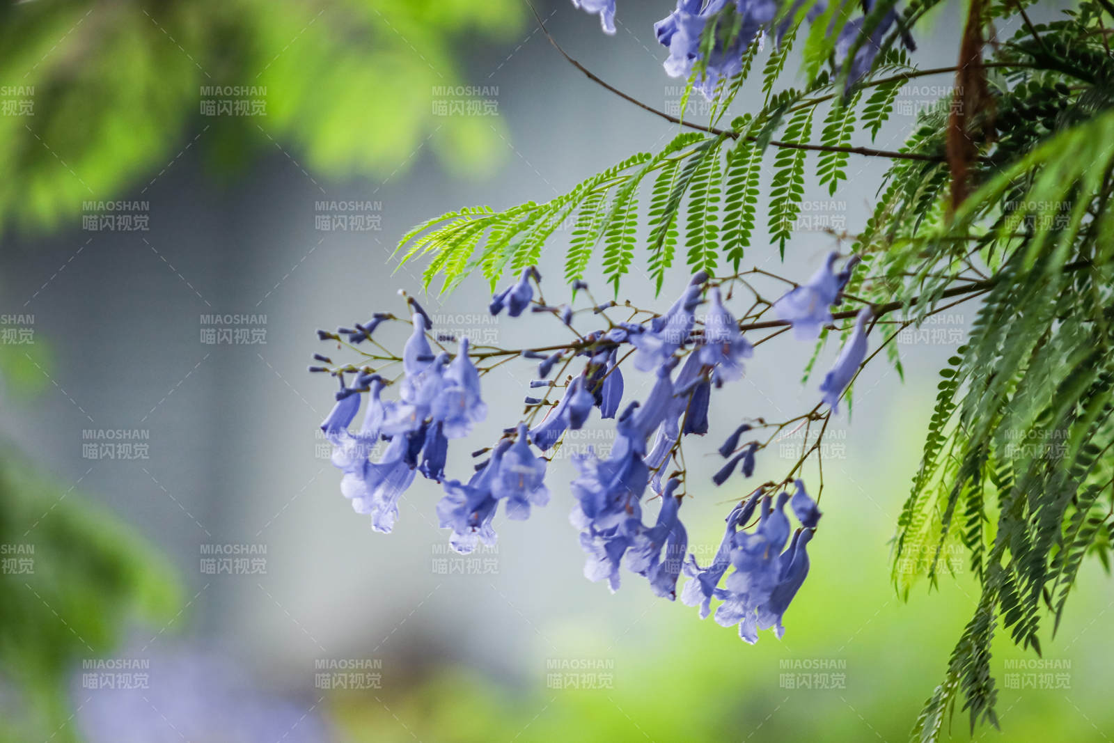 蓝花楹的美丽瞬间图片