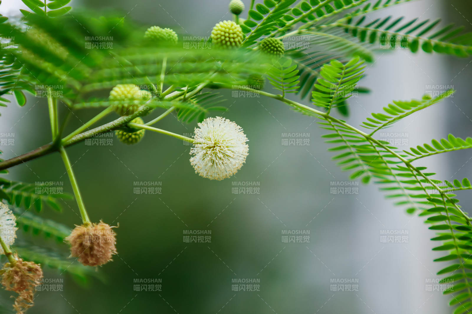 绿叶间的白色小花图片