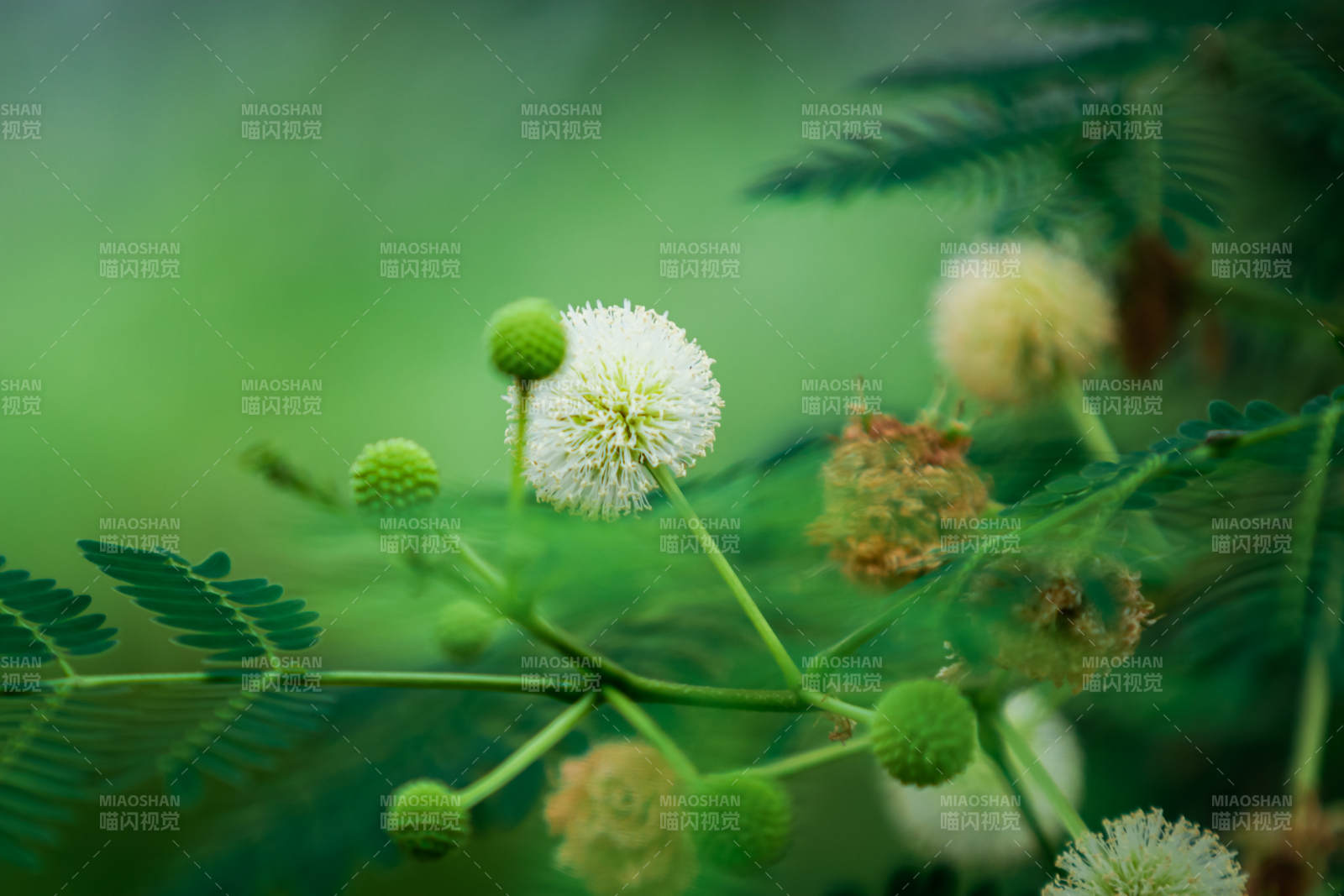 绿叶白花 自然之美图片