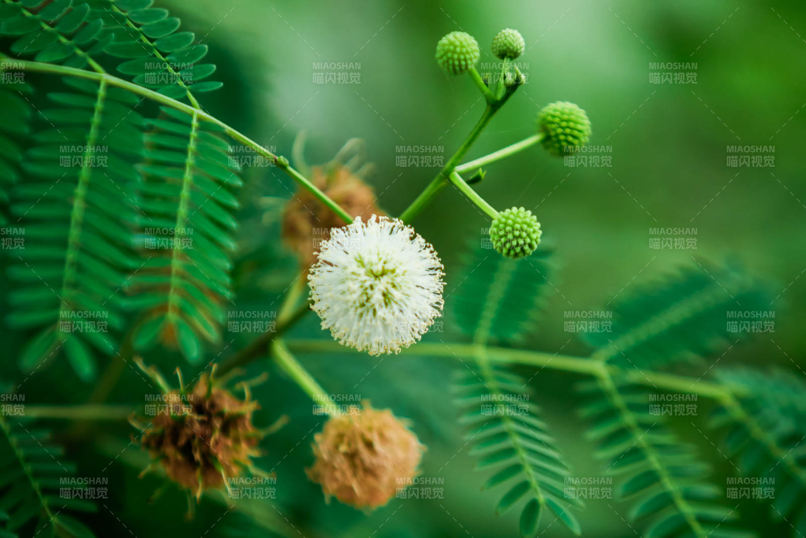 绿叶间的白色绒球花图片