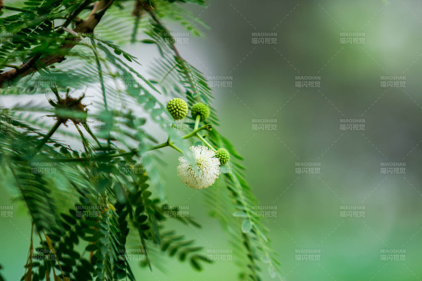 绿叶白花 自然之美图片