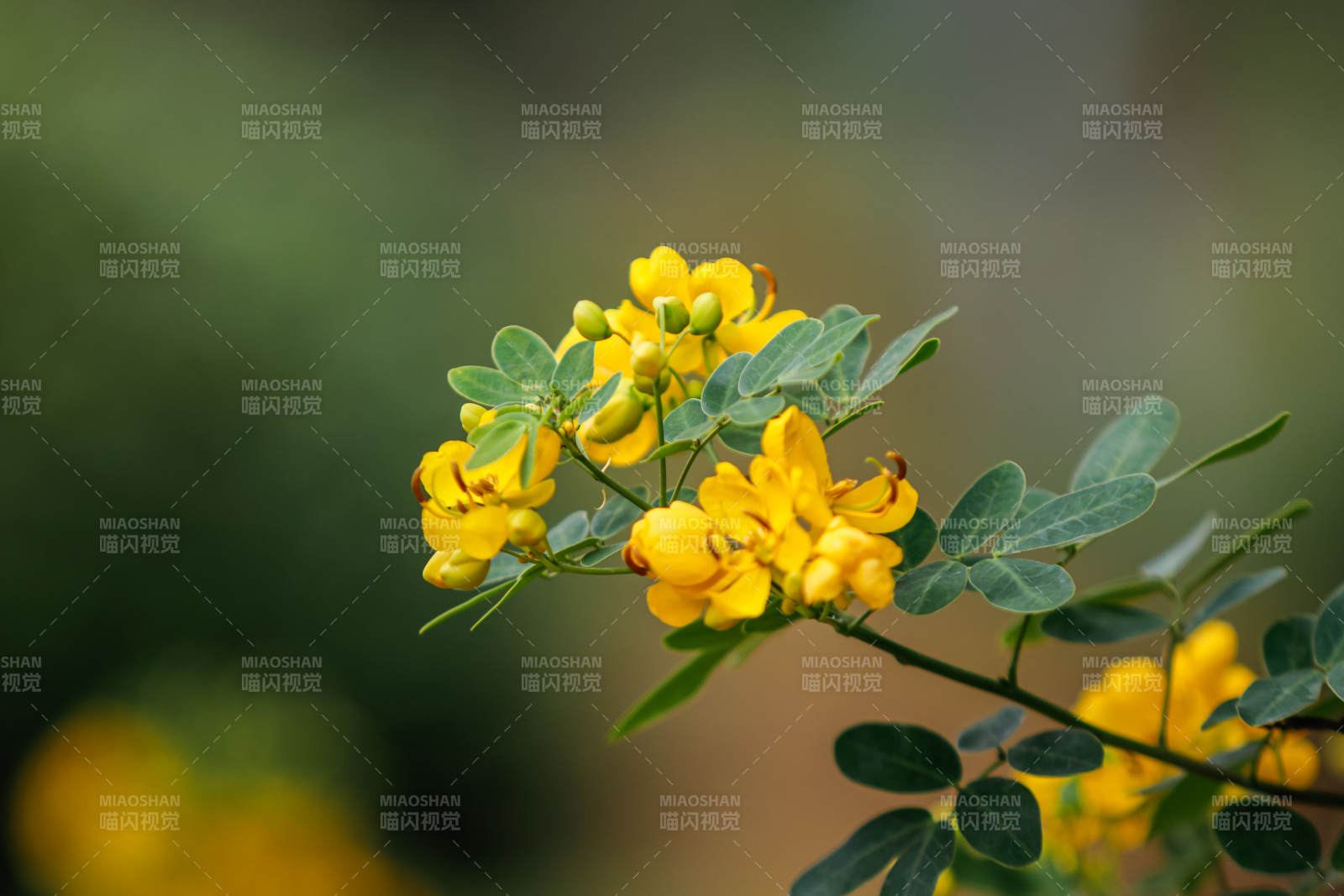 黄花绿叶映春光图片