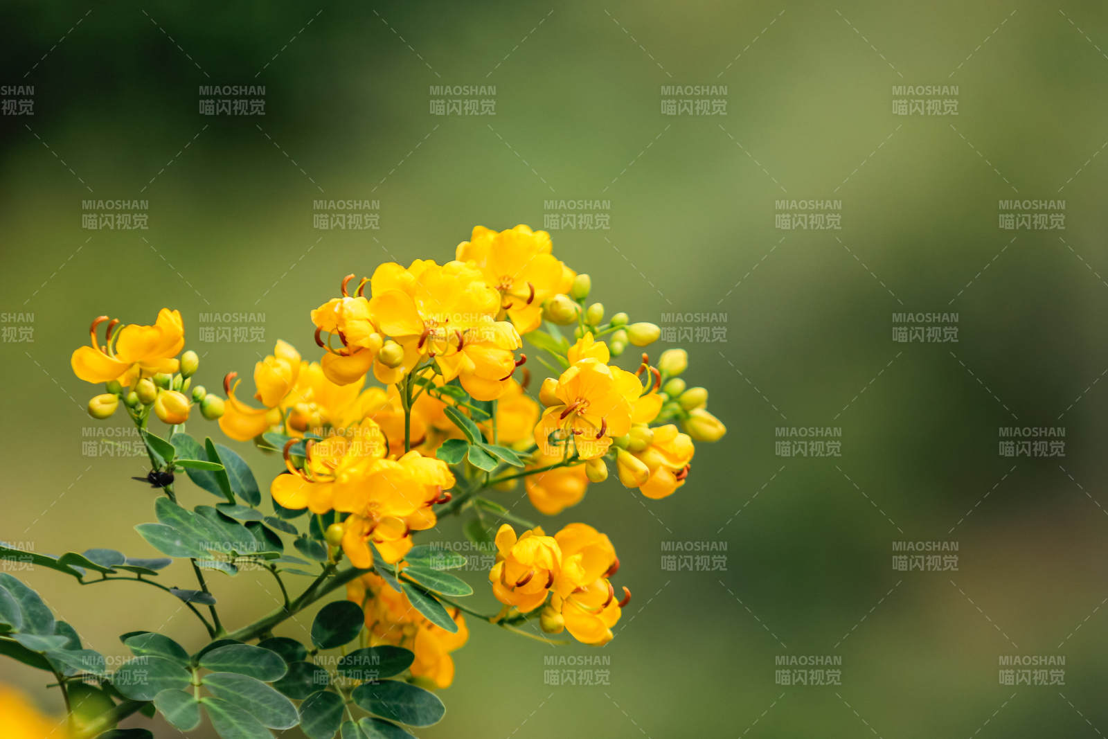 金黄花朵绽放枝头图片