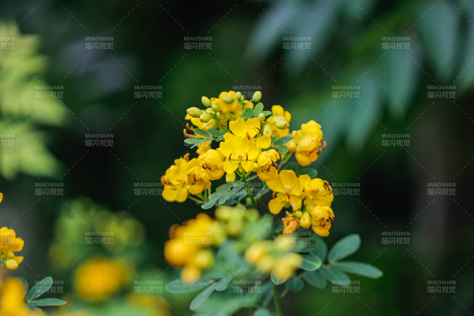 黄花绿叶 自然之美图片