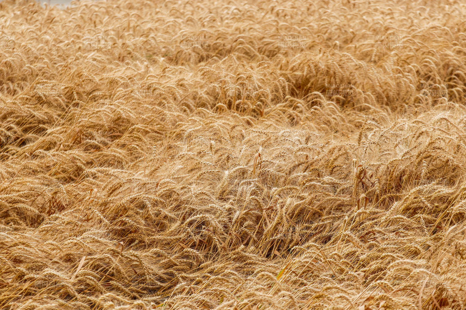 金黄麦田 丰收在望图片