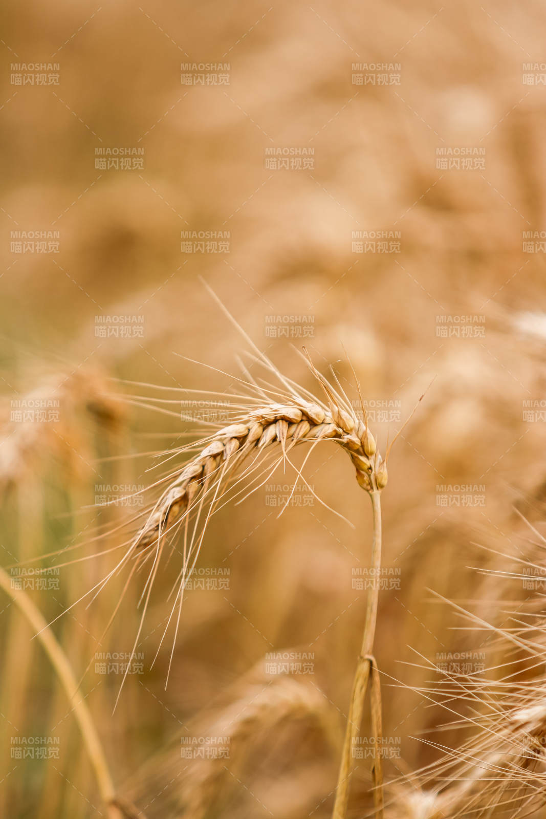 金黄麦穗 丰收在望图片