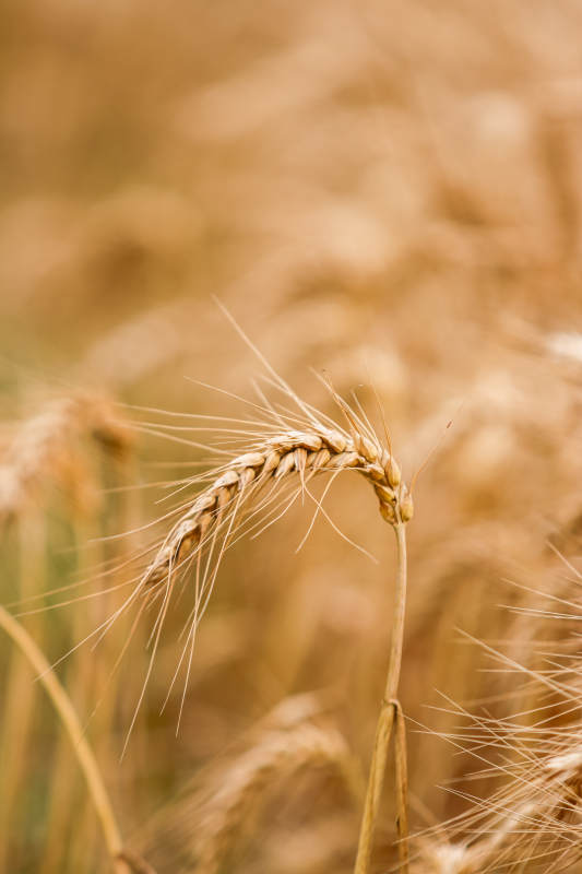 金黄麦穗 丰收在望图片