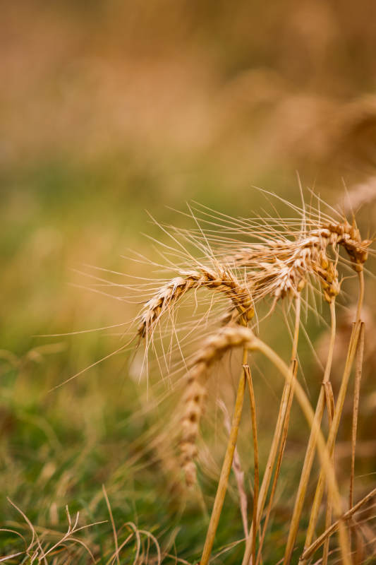 金黄麦穗迎风摇曳图片