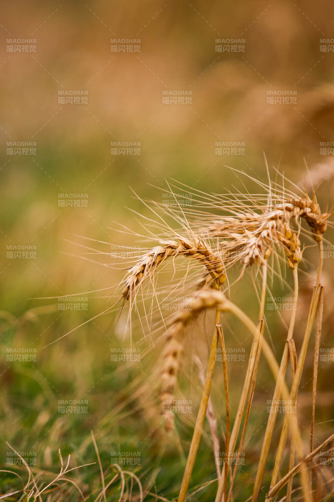 金黄麦穗迎风摇曳图片