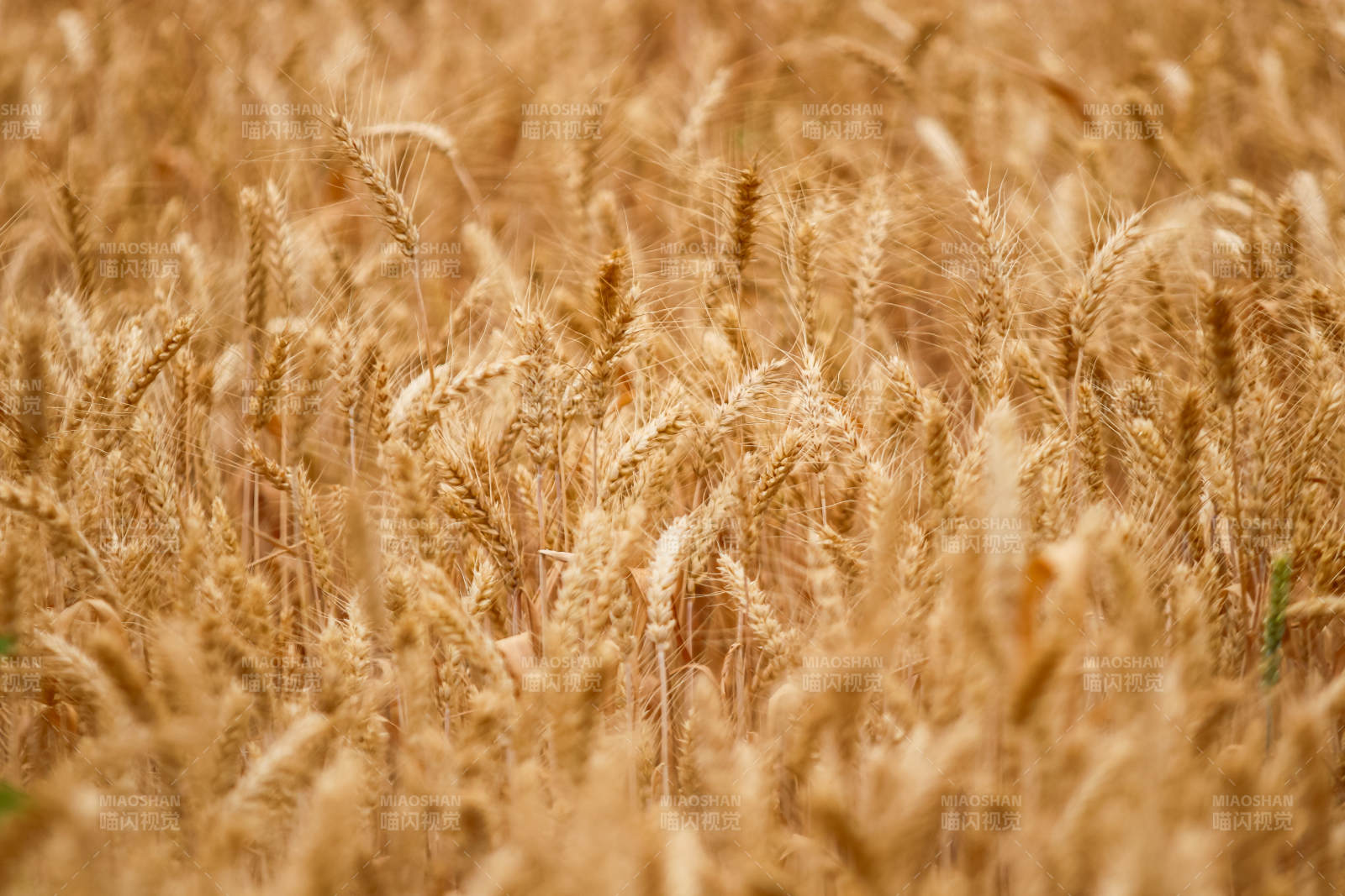 金黄麦田丰收景象图片