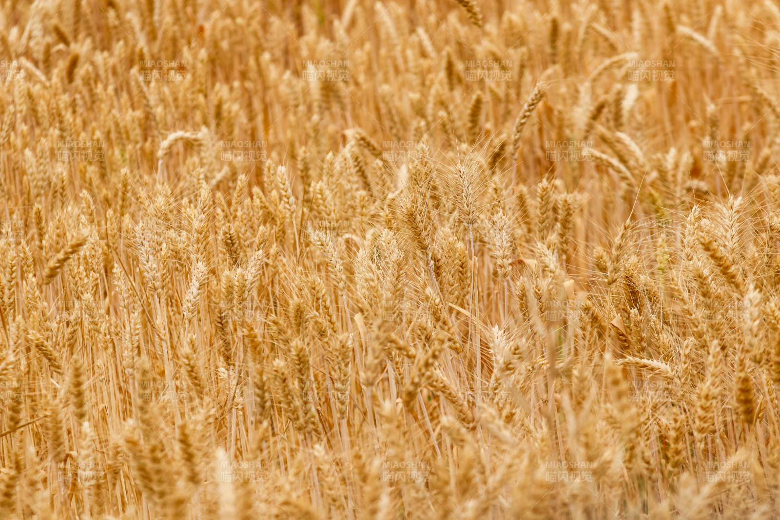 金黄麦田丰收景象图片