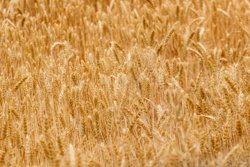 金黄麦田丰收景象图片