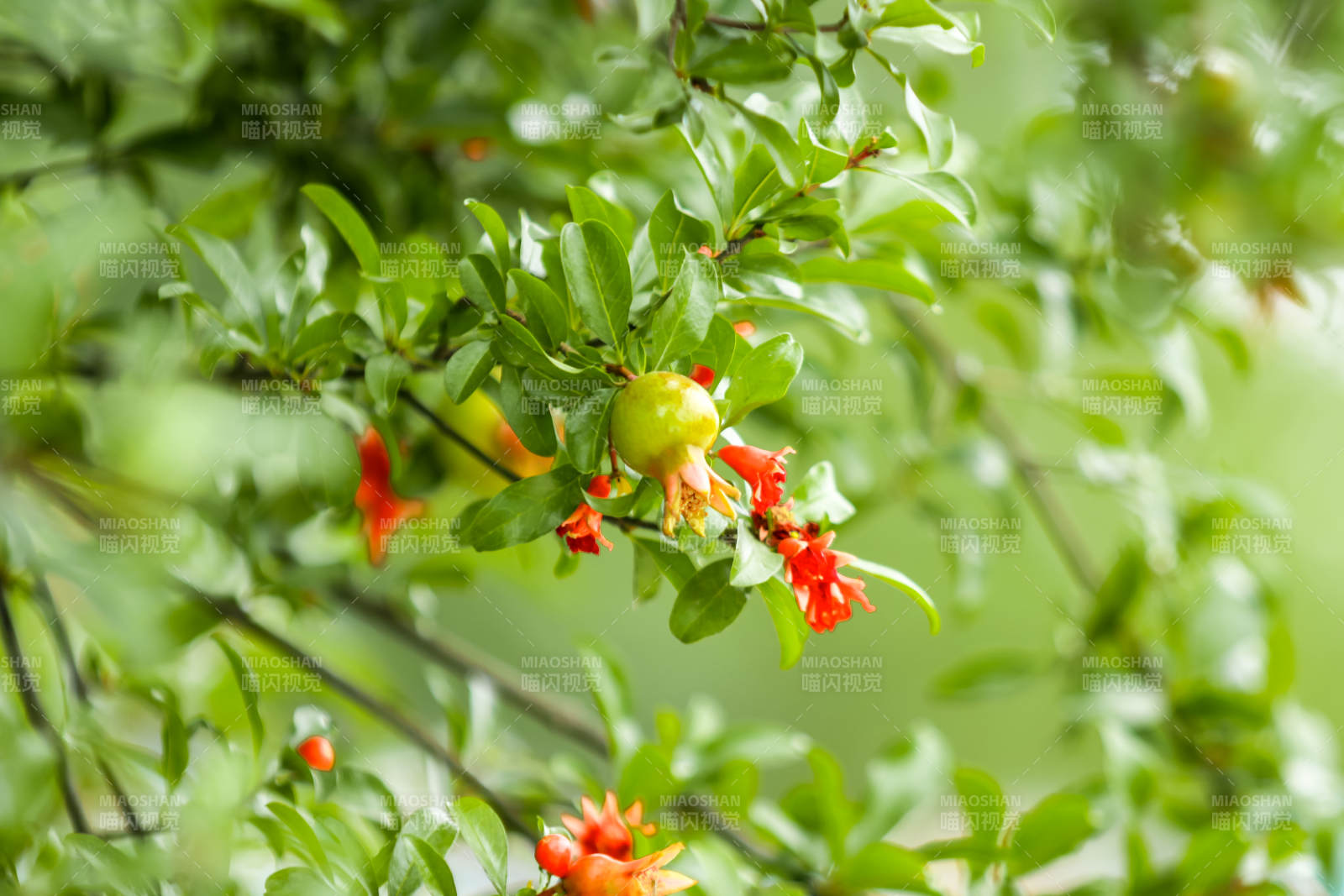 石榴花开 果实初现图片