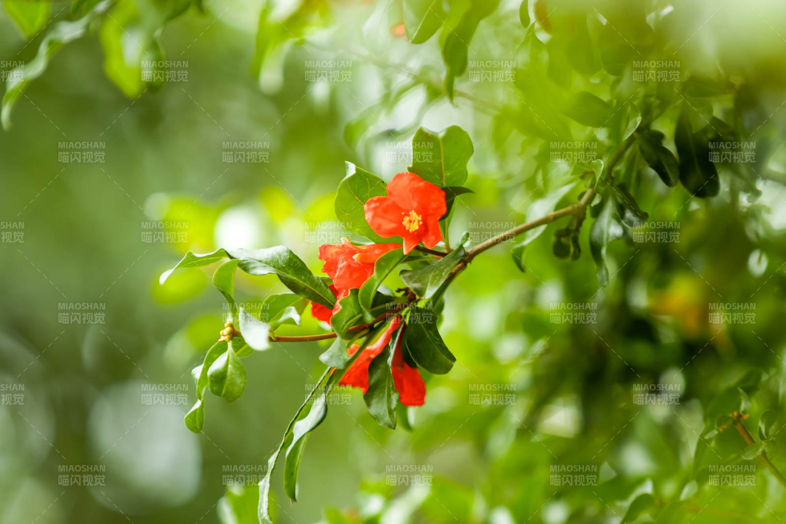 石榴花绽放枝头绿意浓图片