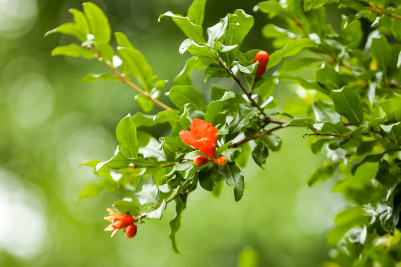 石榴花绽放枝头绿叶间图片