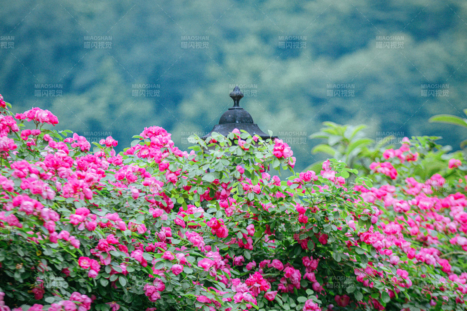 花海中的古灯影图片