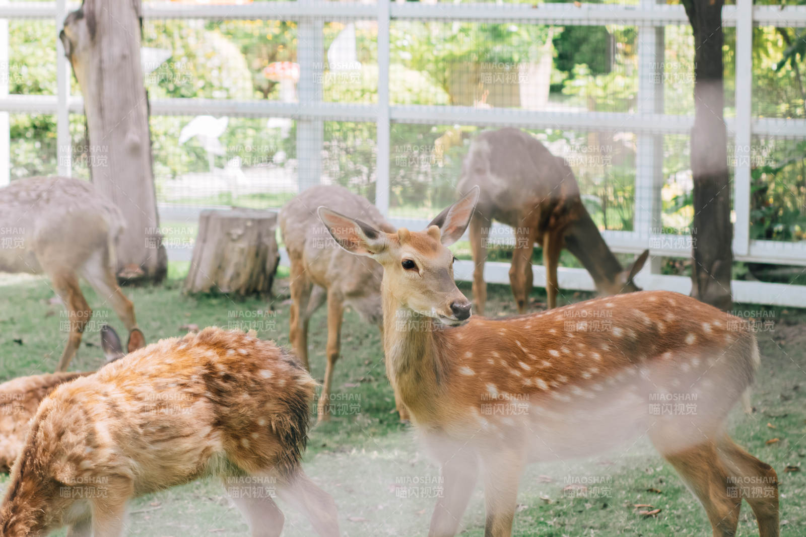 围栏内的斑鹿群图片