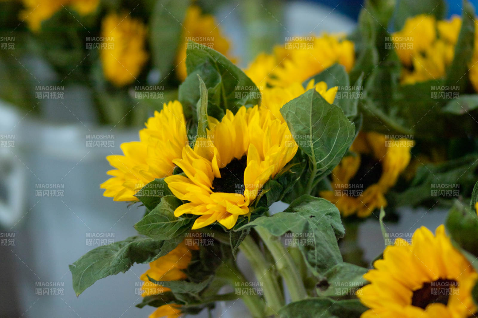 向日葵花束 生机勃勃图片