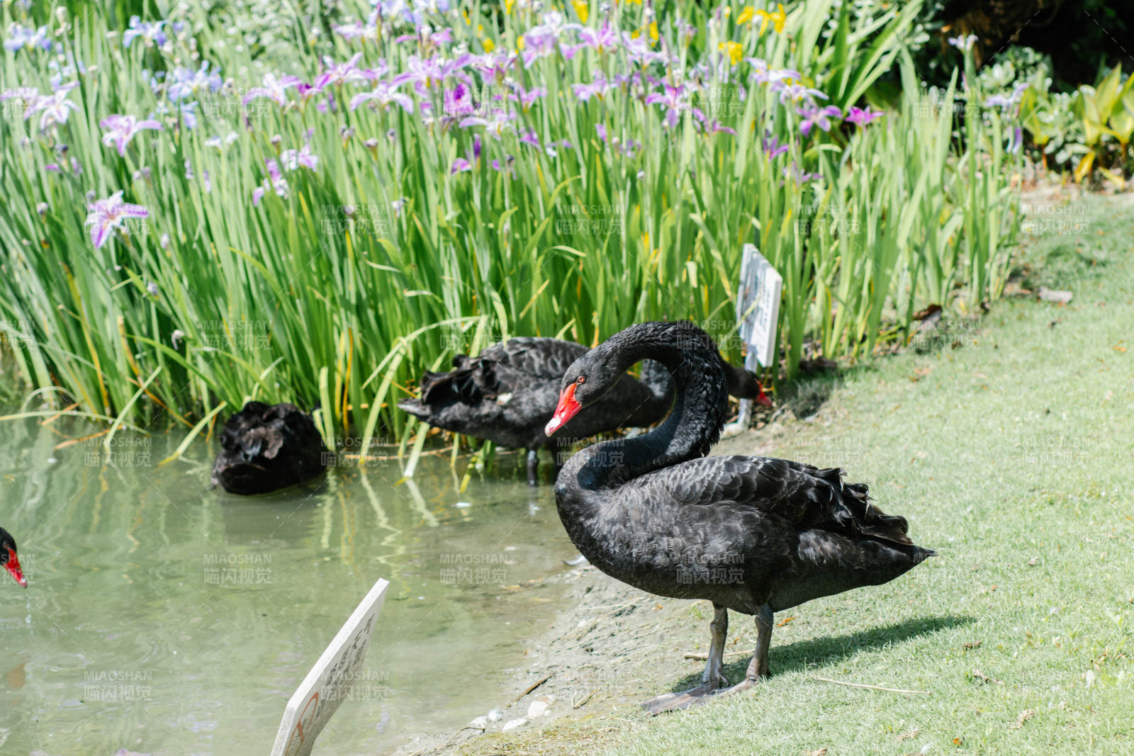 黑天鹅与池塘花丛图片