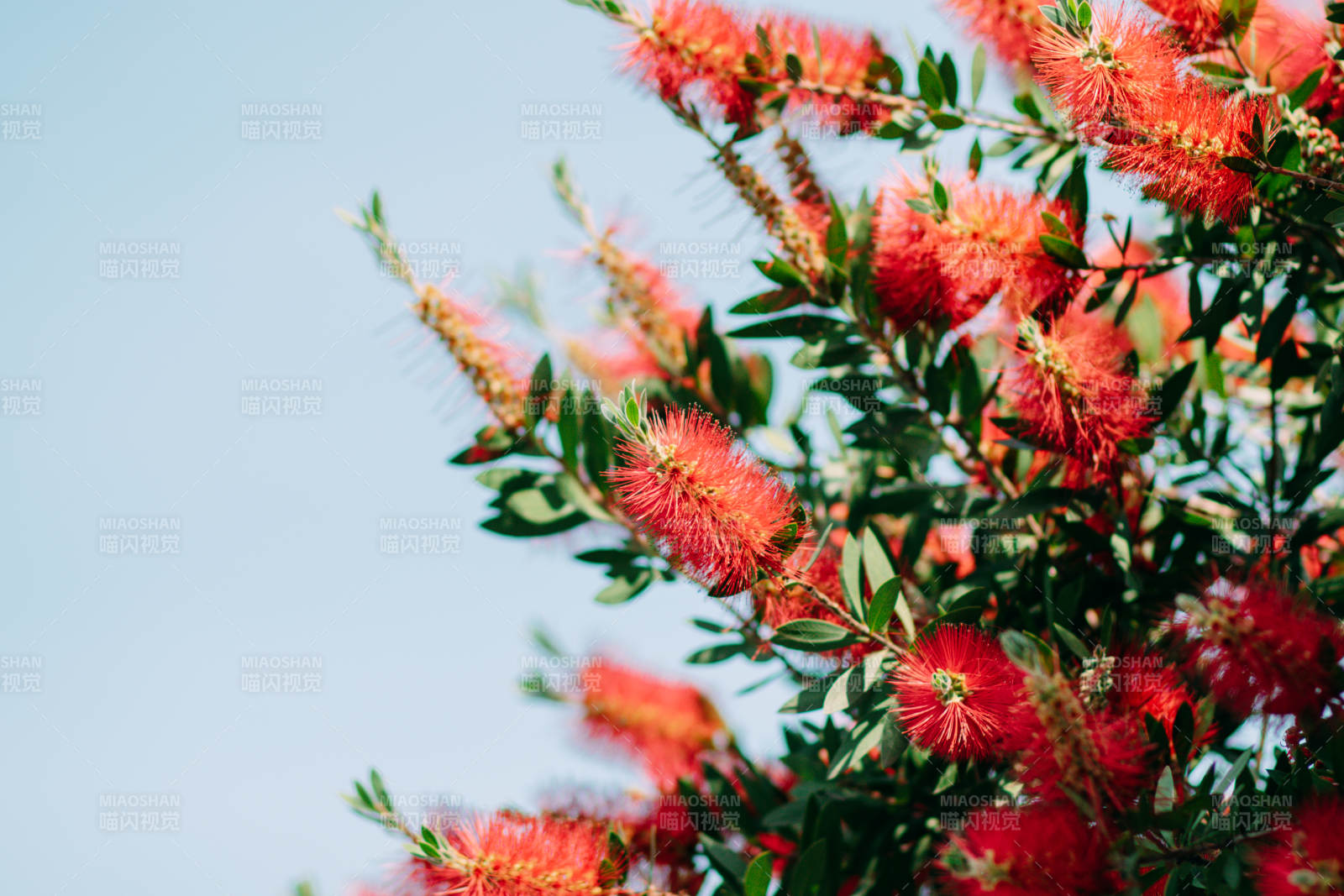 红花绿叶映蓝天图片
