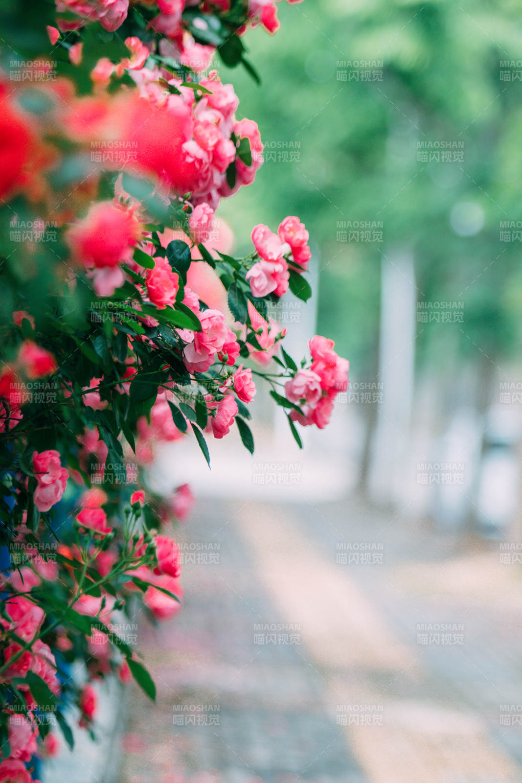 粉色玫瑰墙 浪漫小径图片