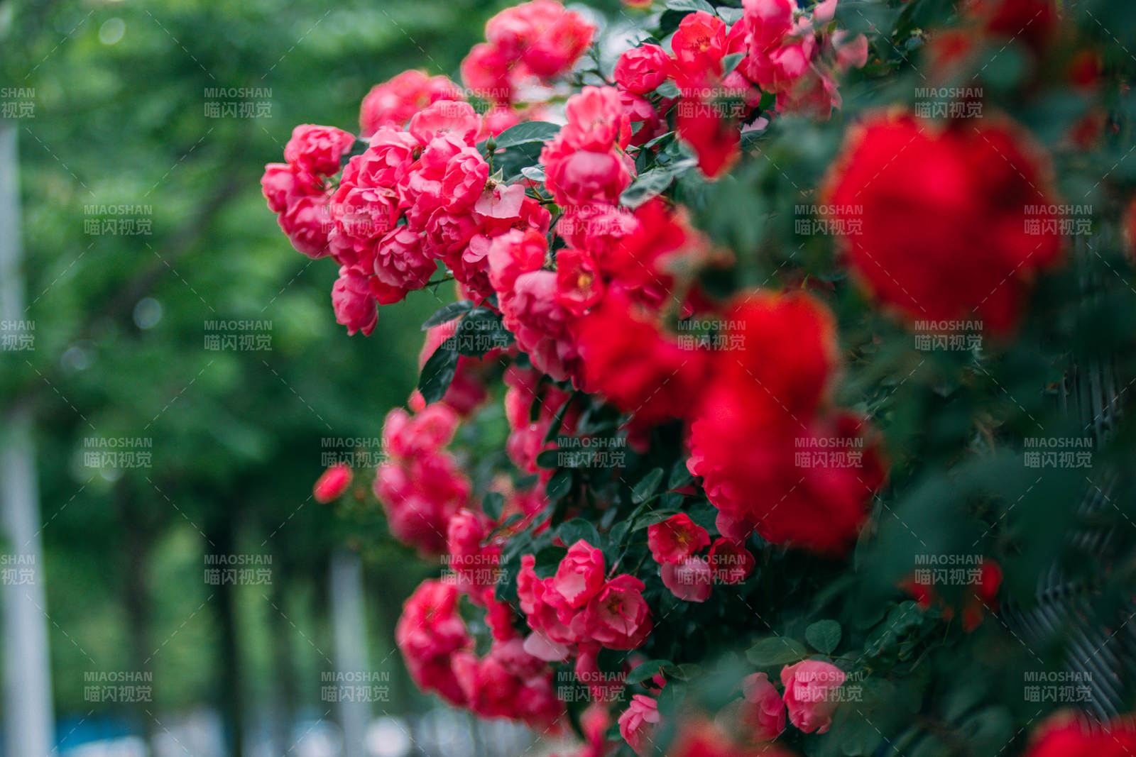 红玫瑰盛开 绿叶相伴图片