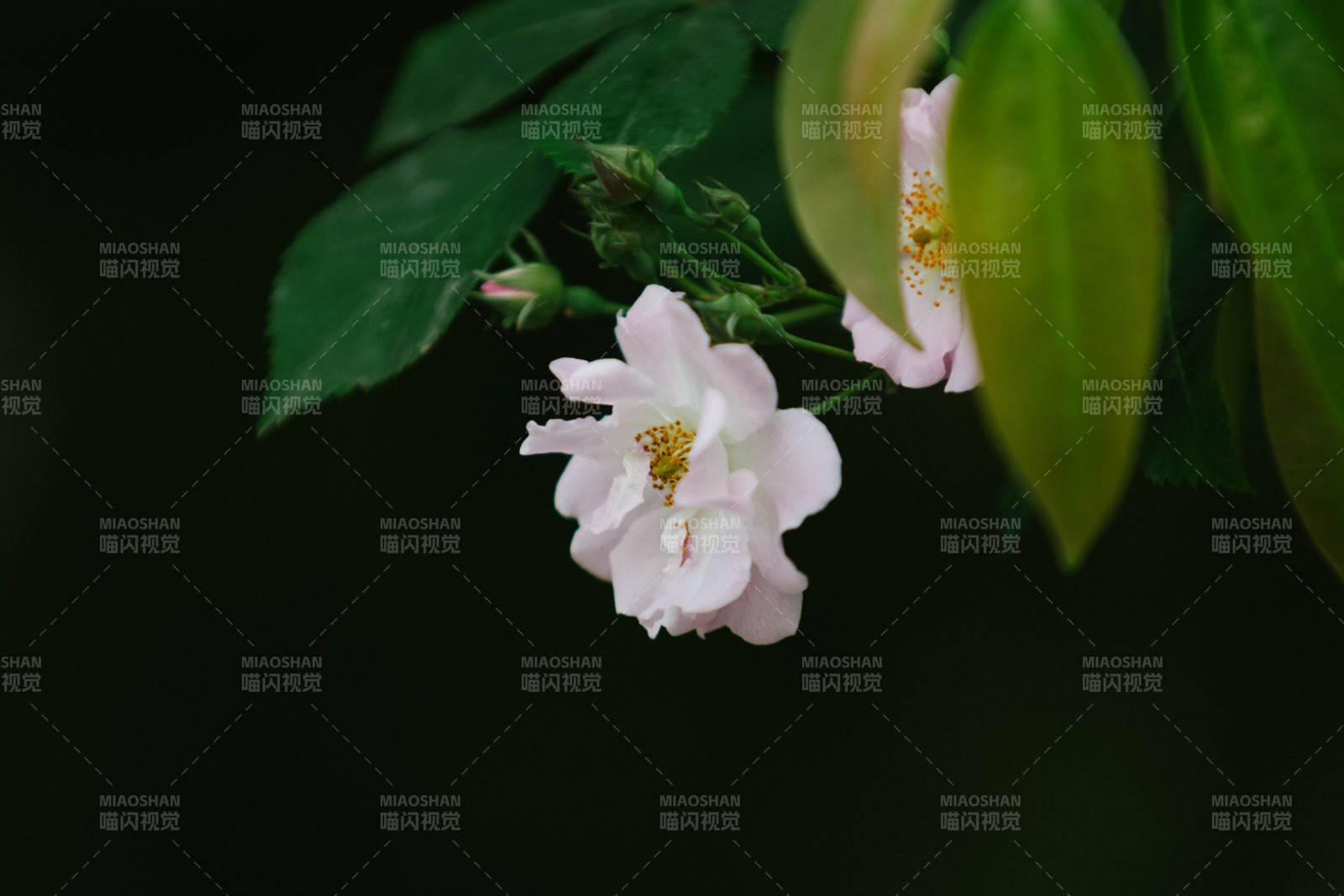 静谧白花 绿叶相伴图片