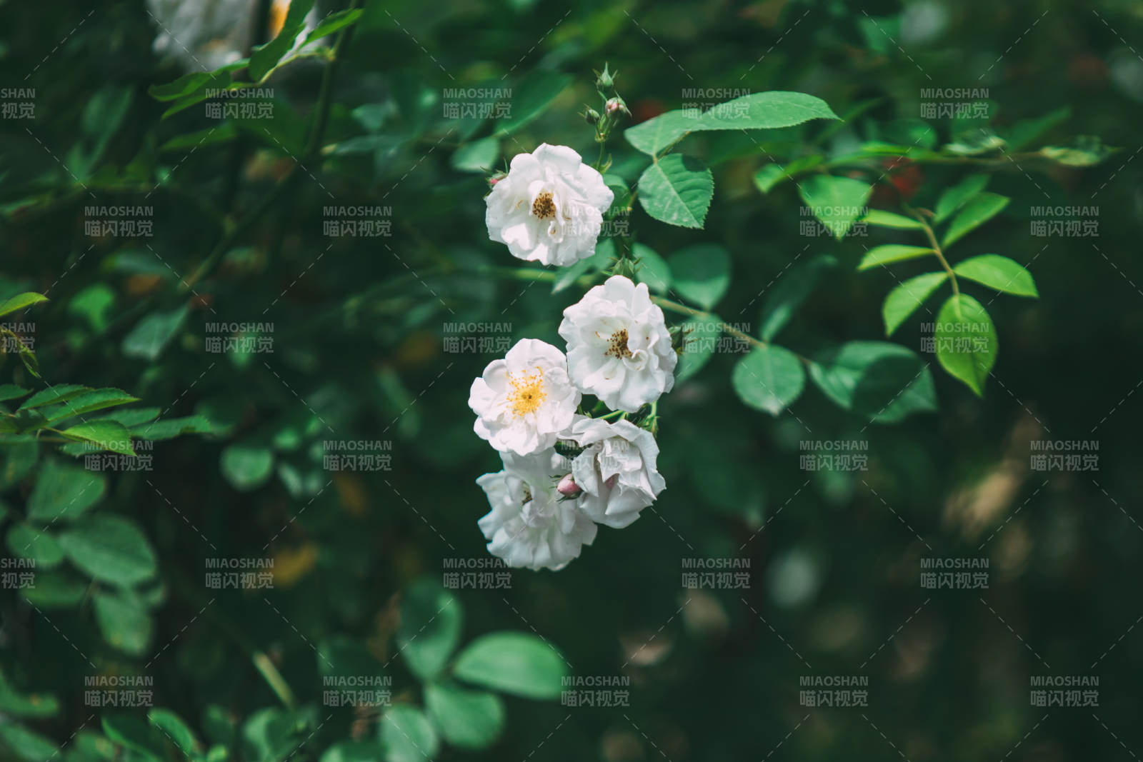 白玫瑰在绿叶中绽放图片