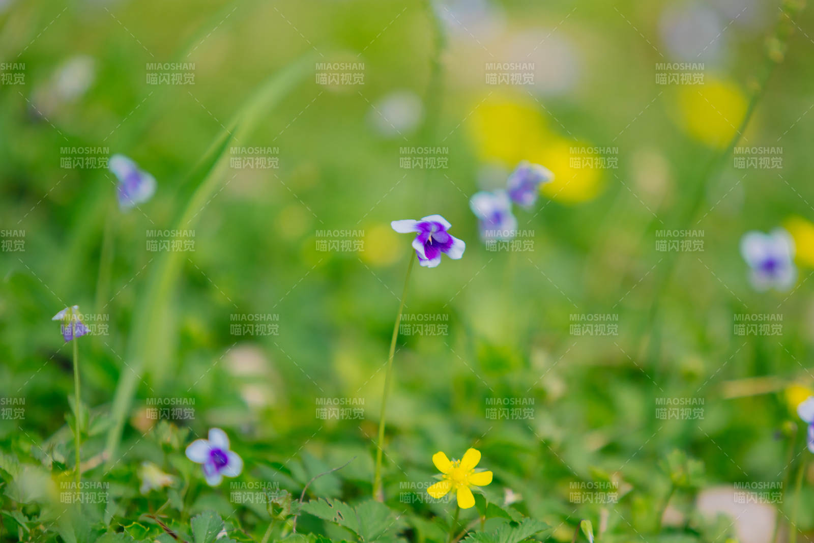 春日野花 生机盎然图片